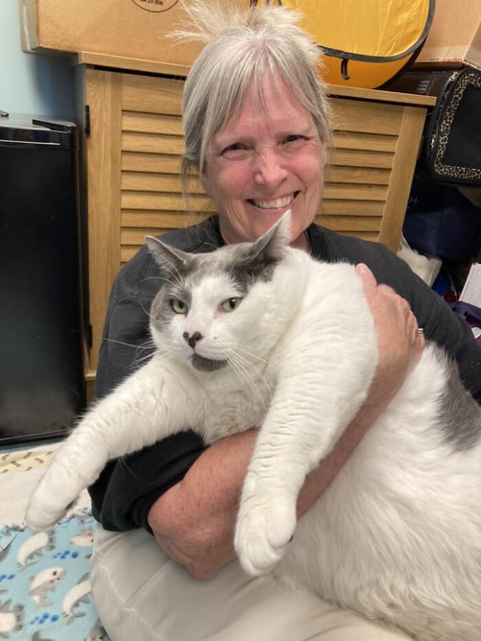 The Journey Of Patches, A 40-Pound Cat, Begins Anew After He Gets Adopted And Is Put On A Special Diet The Journey Of Patches, A 40-Pound Cat, Begins Anew After He Gets Adopted And Is Put On A Special Diet