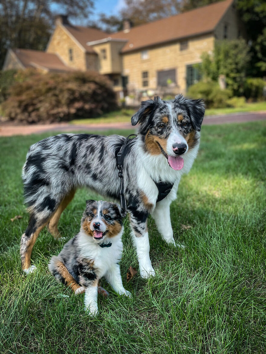 Digital Artist Combines Photos Of Dogs As Puppies And Adults Into One Wholesome Image