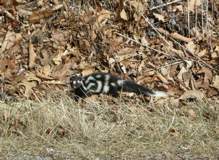 The Spotted Skunk Is A Natural Acrobat