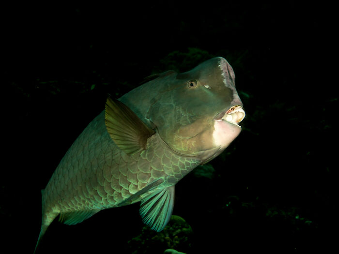 Bumphead Parrotfish Use Their Heads To “Bump” Into Coral
