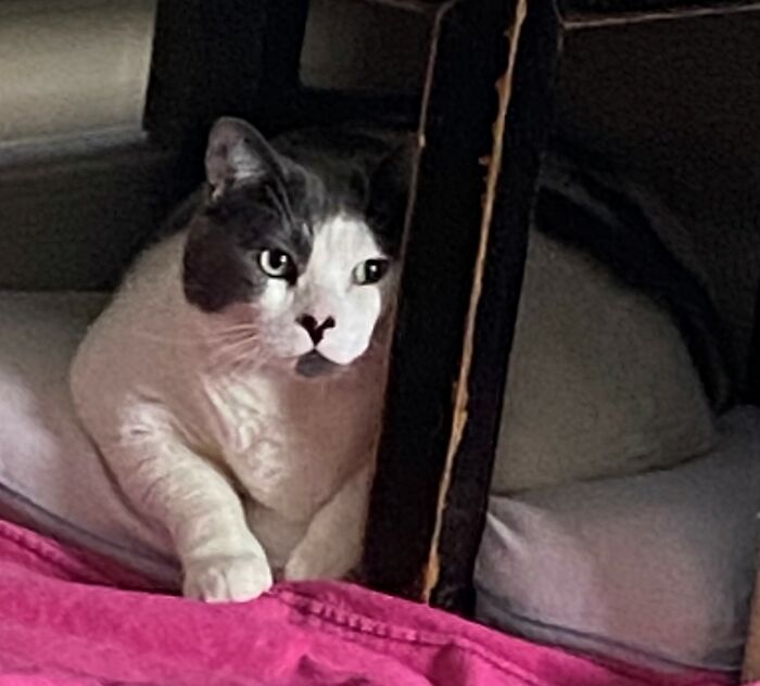 The Journey Of Patches, A 40-Pound Cat, Begins Anew After He Gets Adopted And Is Put On A Special Diet The Journey Of Patches, A 40-Pound Cat, Begins Anew After He Gets Adopted And Is Put On A Special Diet