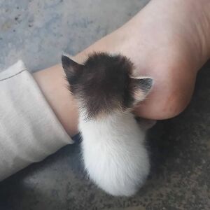 deborahgreen_2 avatar