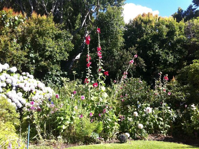My Summer Garden With The Tallest Of Hollyhocks!