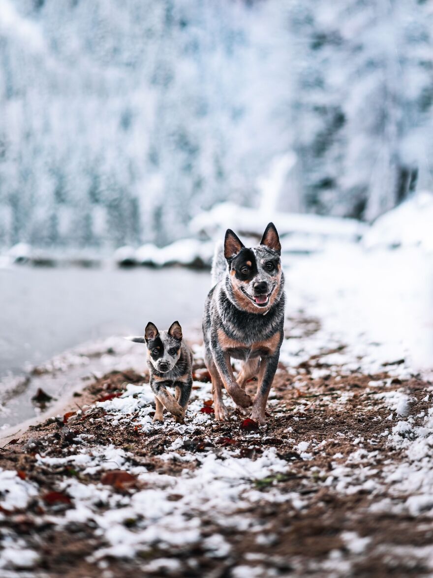 Digital Artist Combines Photos Of Dogs As Puppies And Adults Into One Wholesome Image