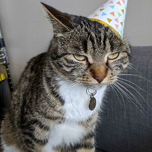 laurencrowrenofthenorth avatar