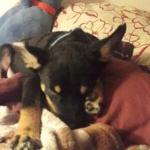 noelle_pempeit avatar