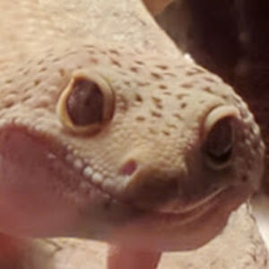 smoulderthedragon avatar