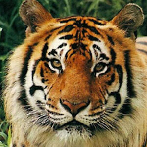 astonmartin_1 avatar