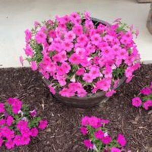 carlhackenjos avatar