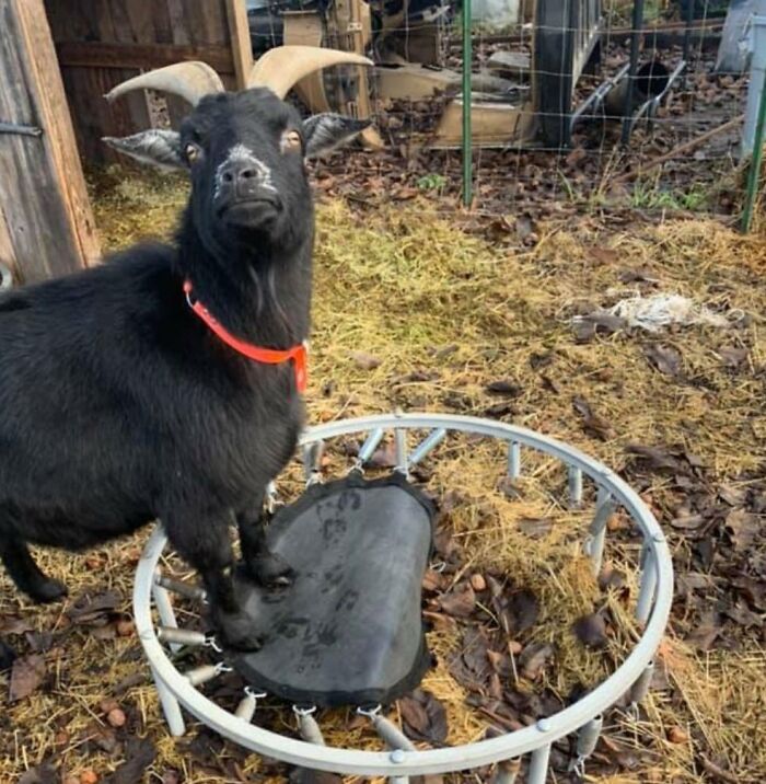My Goat Broke His Trampoline And He's Very Upset. Anyone Have A Small One For Cheap?