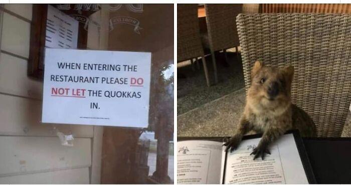Quokka Sign 43 Funny Animal Memes, As Shared By This Facebook Page | Bored Panda