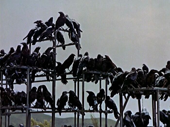 A group of crows