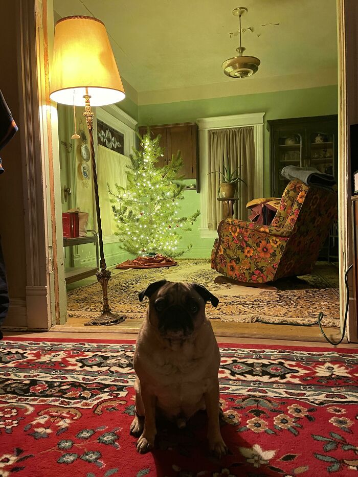 House Built In 1900. Pug Built In 2013