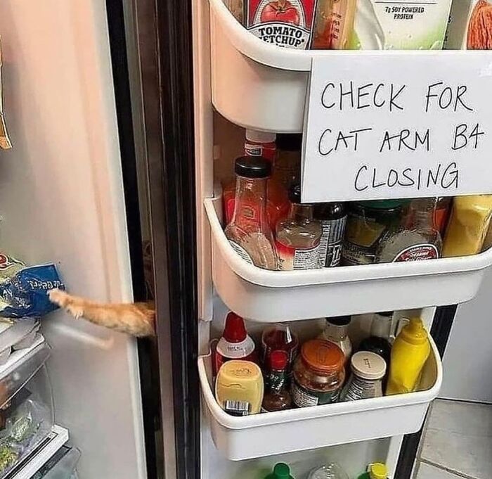 Funny-Low-Quality-Stories