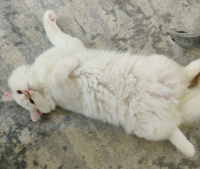 White cat lying down on its back