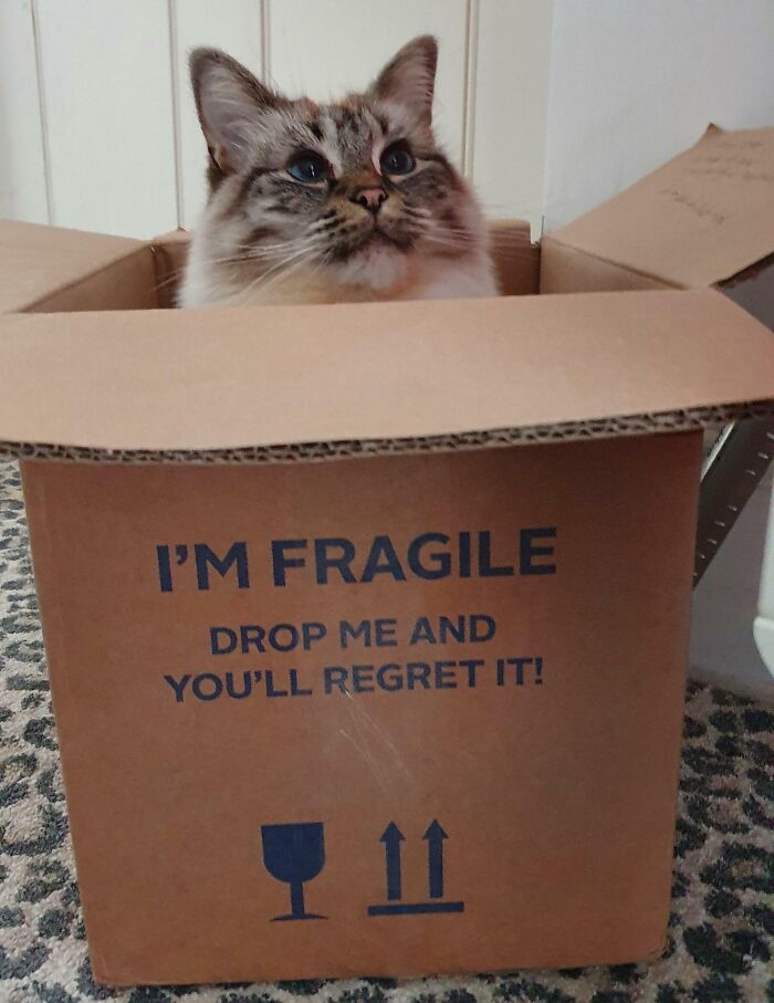 Ragdoll cat watching from a cardboard box