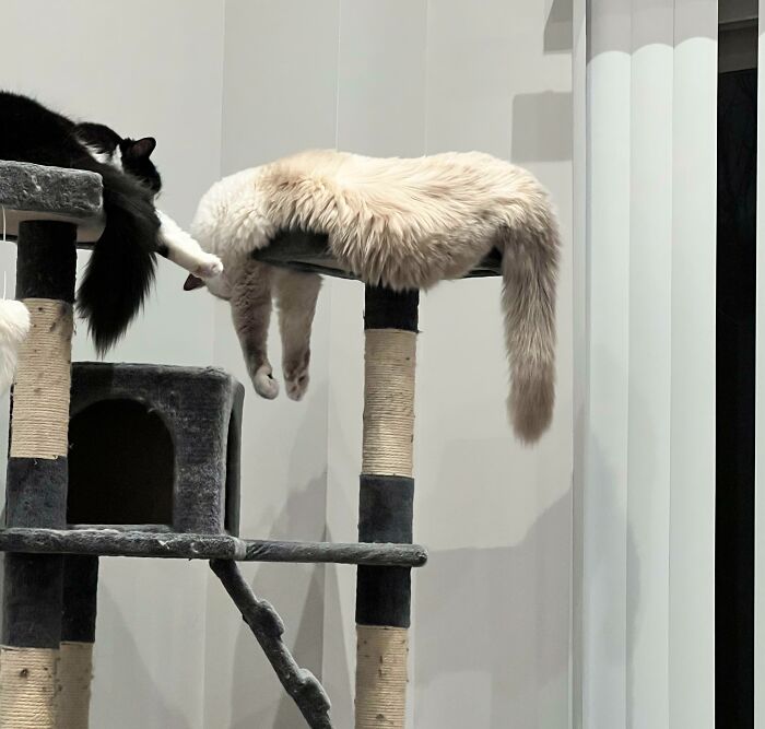 Two cats relaxing on a cat tree