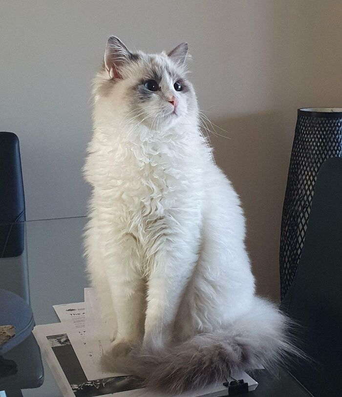 Ragdoll cat sitting on pappers