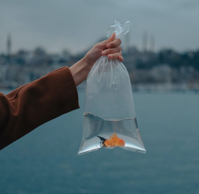 A Person Holding A Fish In A Bag 