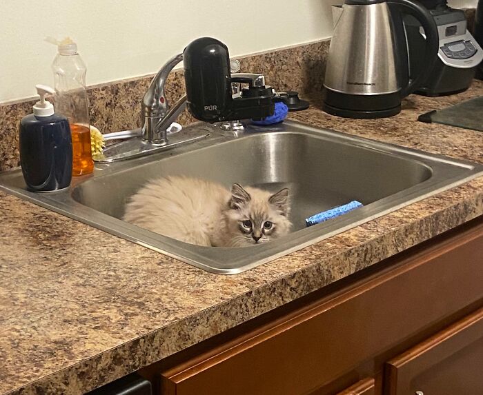 Ragdoll kitten in a kitchen sink