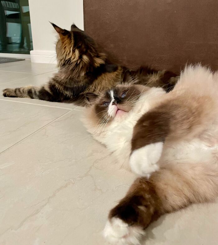 Two cats relaxing on tiled floor