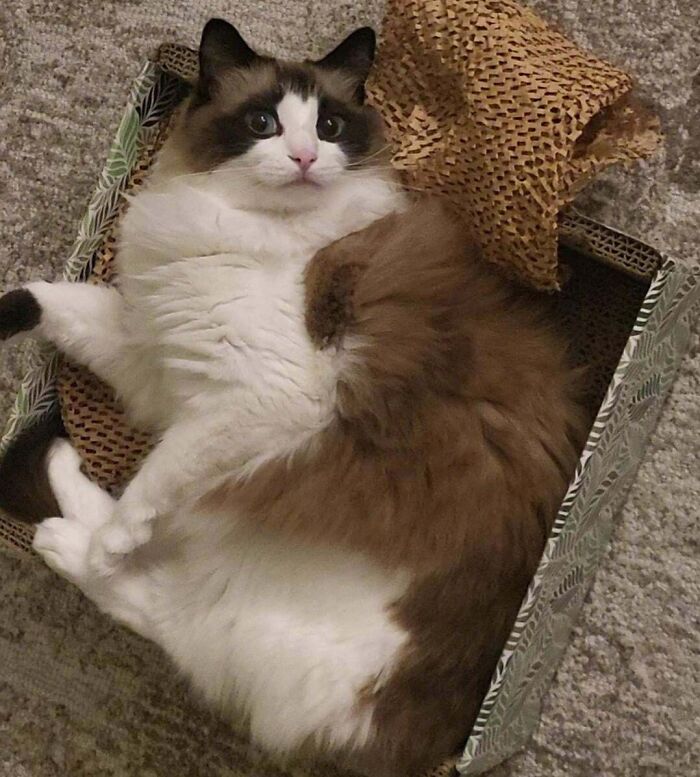 Ragdoll cat inside the box