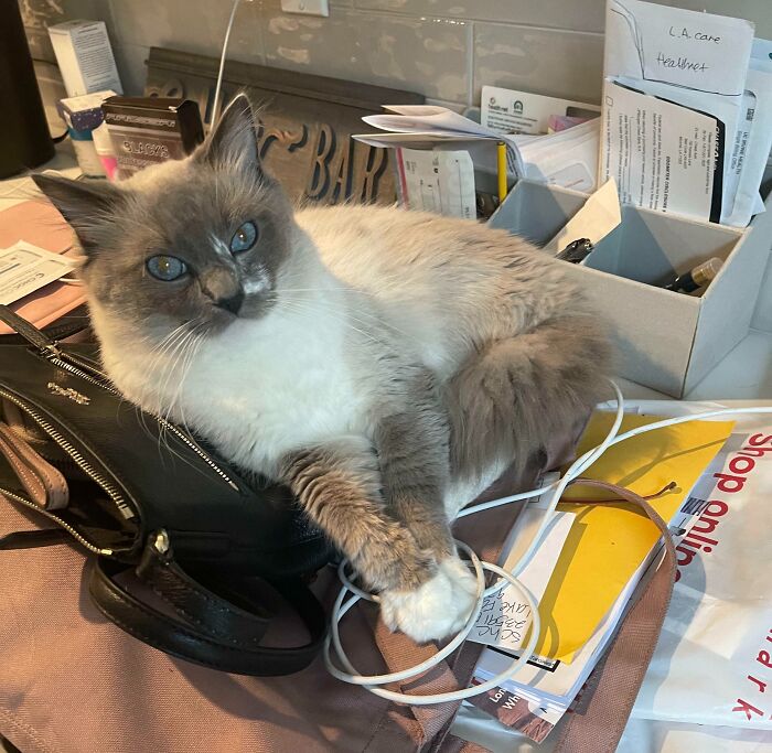 Ragdoll on office table with many things