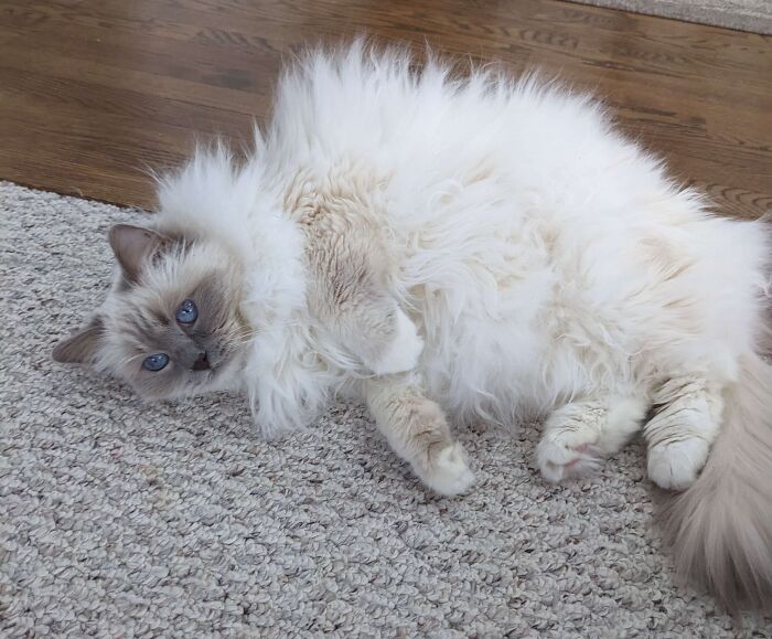 Fluffy white ragdoll cat on a gray carpet