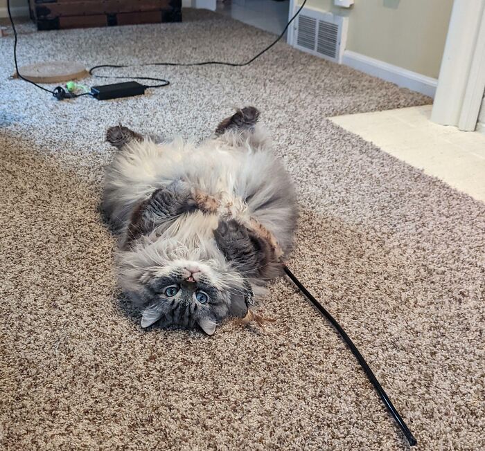 Fluffy ragdoll cat lying on its back on the soft floor carpet