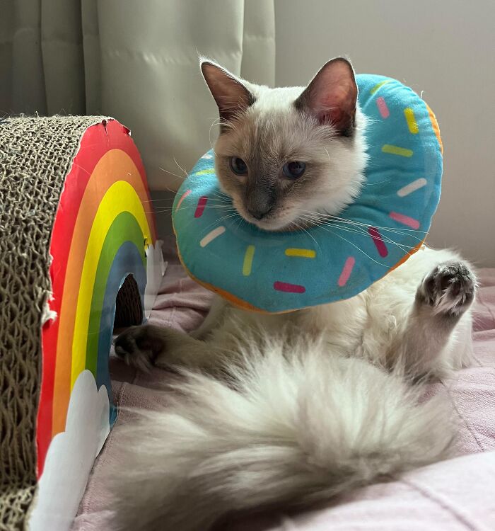 A cat with a blue donut toy on its neck