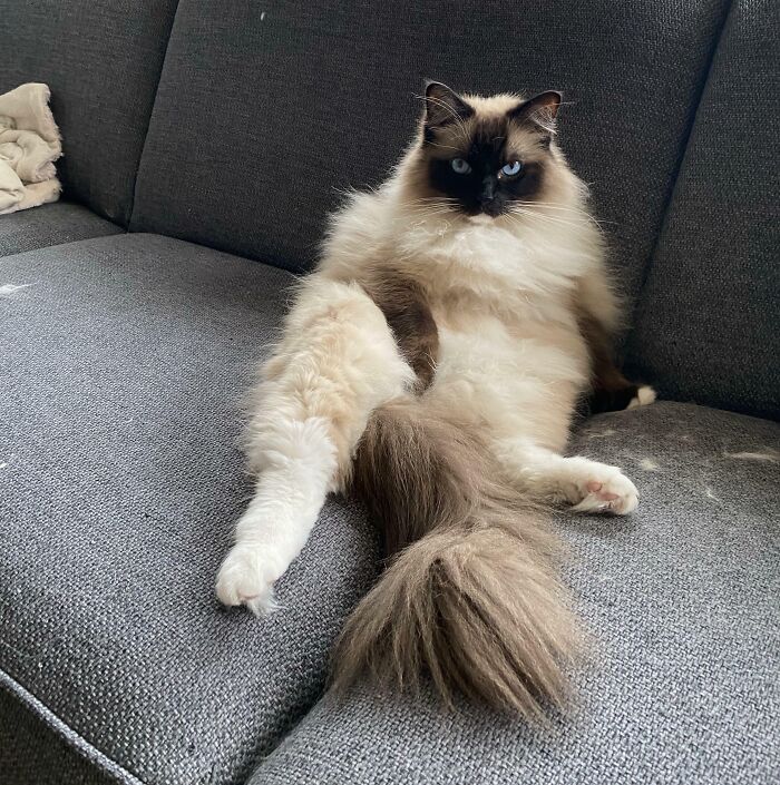 Ragdoll cat relaxing on sofa