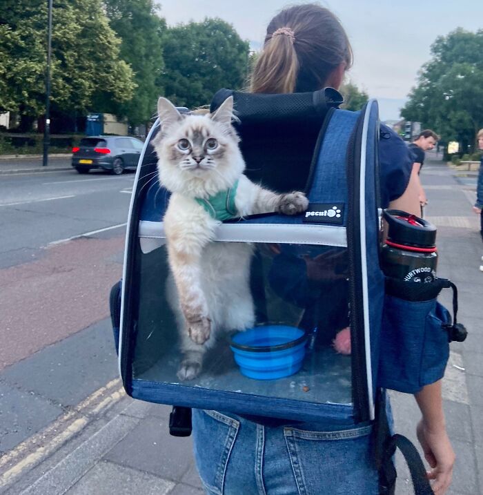 A woman carrying a ragdoll cat in a backpack