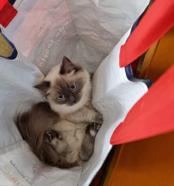 Ragdoll cat inside shopping bag