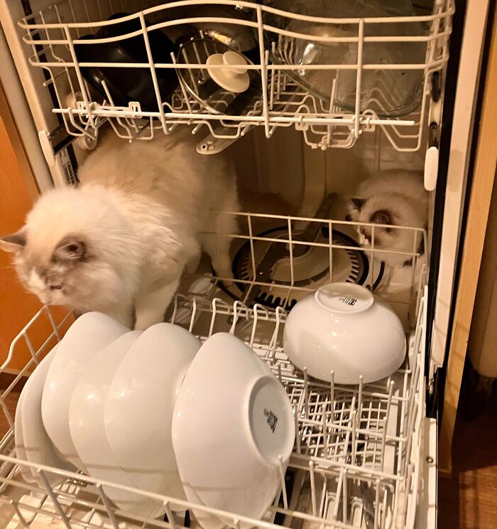 Two ragdoll cats inside washing machine