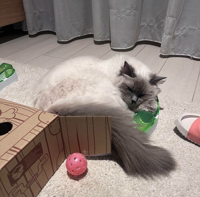 Cat sleeping on a plastic toy
