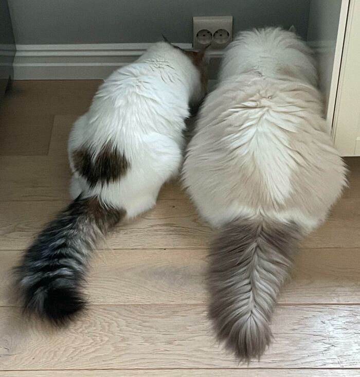 Two ragdoll cats eating
