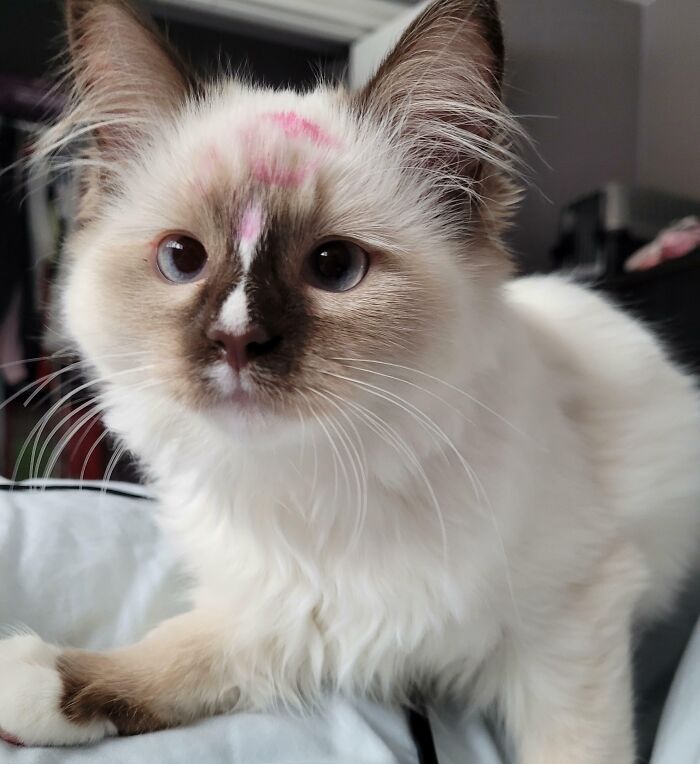 Ragdoll kitten with lipstick marks on its face