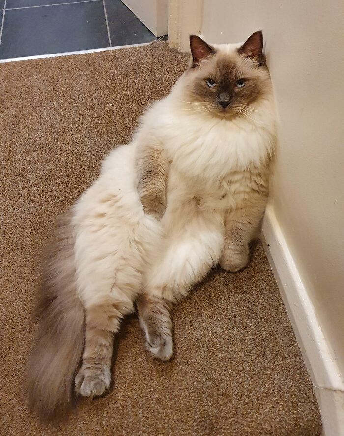 Ragdoll cat leaned to wall, relaxing