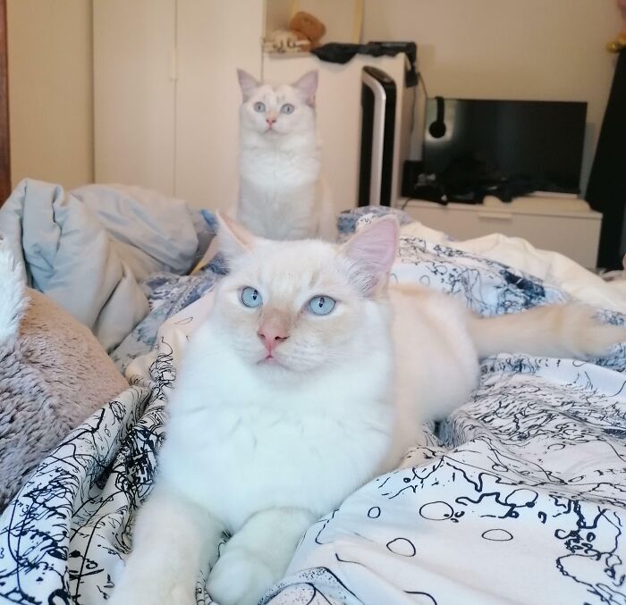 Two white cats on bed