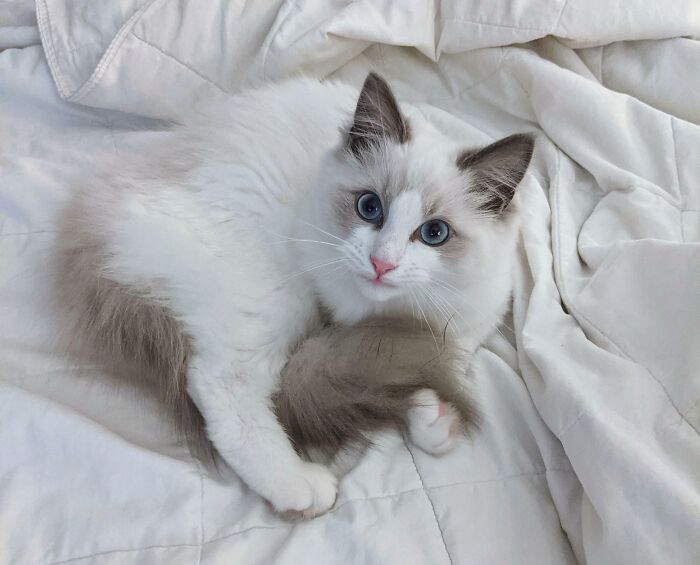 White ragdoll cat lying down on bed