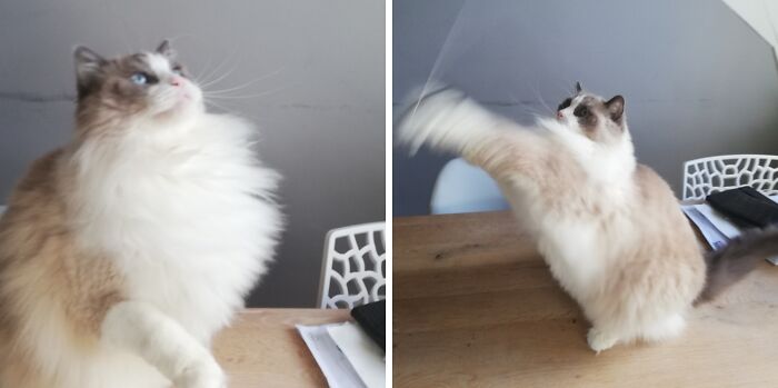 Two images - ragdoll cat in action