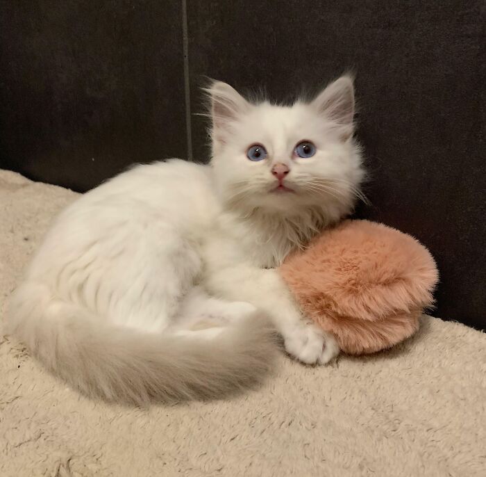 Kitten with fluffy toy