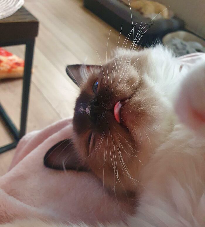 Cat’s face with tongue out