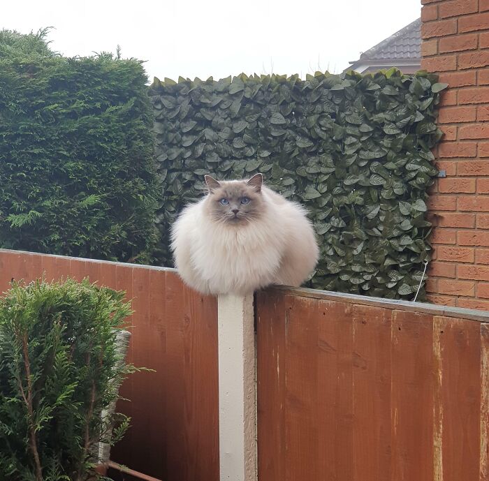 Fat fluffy ragdoll cat on a fence