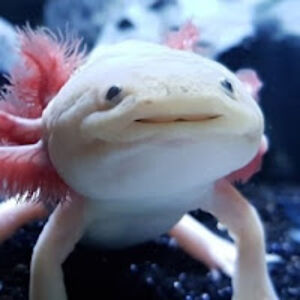 braydenwiltfang avatar