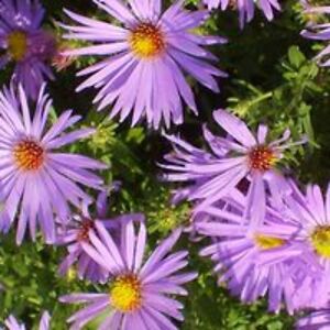 grammageorgiabrown avatar