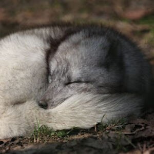 kylianathompson avatar