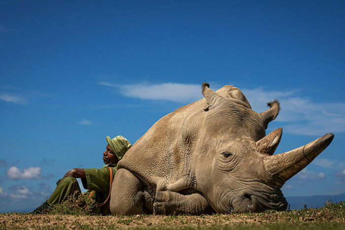 One Of The Two Remaining Northern White Rhinos In The World, Guarded 24 Hours A Day To Guard Against Poachers