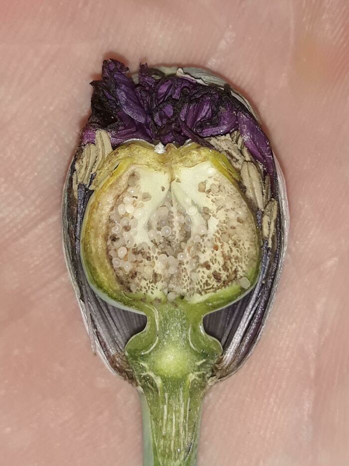 Cross-Section Of A Poppy Flower Before Blooming