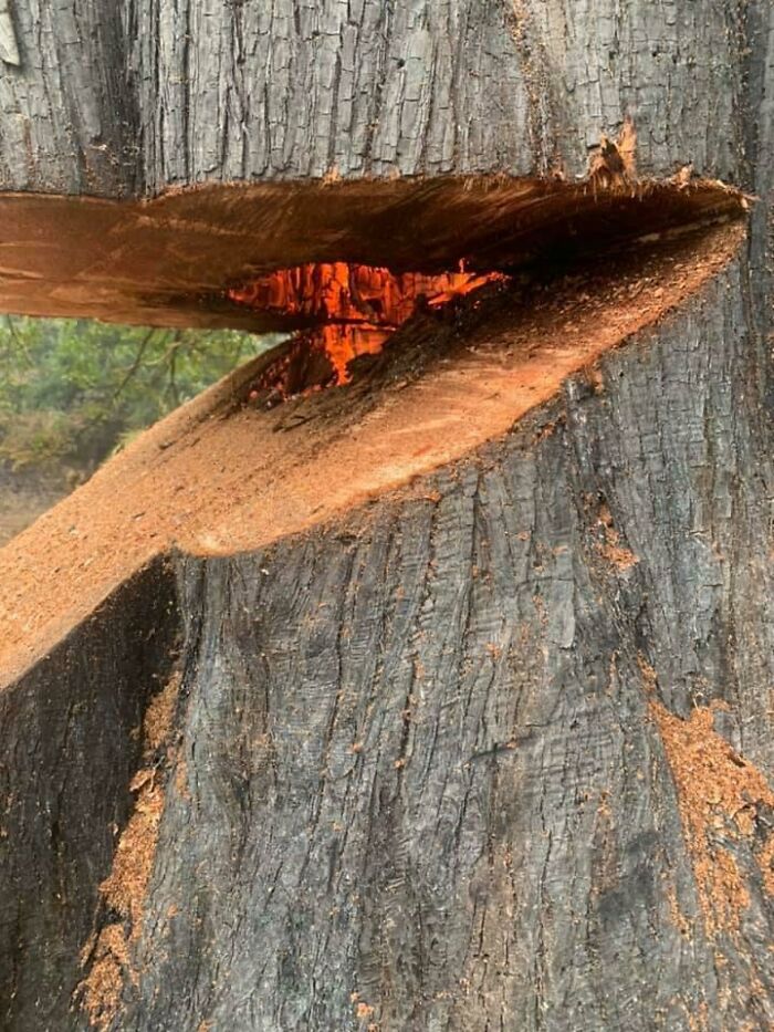 This Is A Tree Burning From The Inside In Oregon, USA. Don’t Let The Rain Fool You